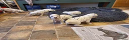 Dalmatian dogs for sale: Perdi's litter in Yeovil - Advert 14