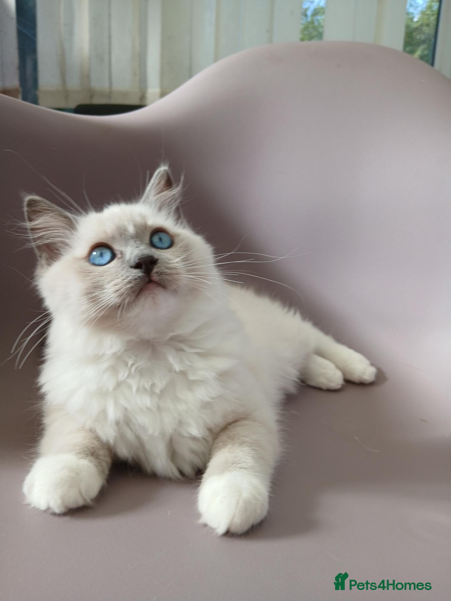 Ragdoll cats Ragdoll Kitten from Champion Lines.DNA-Tested  - Advert 15