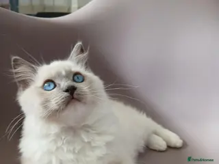 Ragdoll cats Ragdoll Kitten from Champion Lines.DNA-Tested - Advert 15