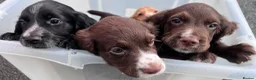 Cocker Spaniel dogs for sale: Ready Now KC reg Working Cocker Spaniels - Advert 19