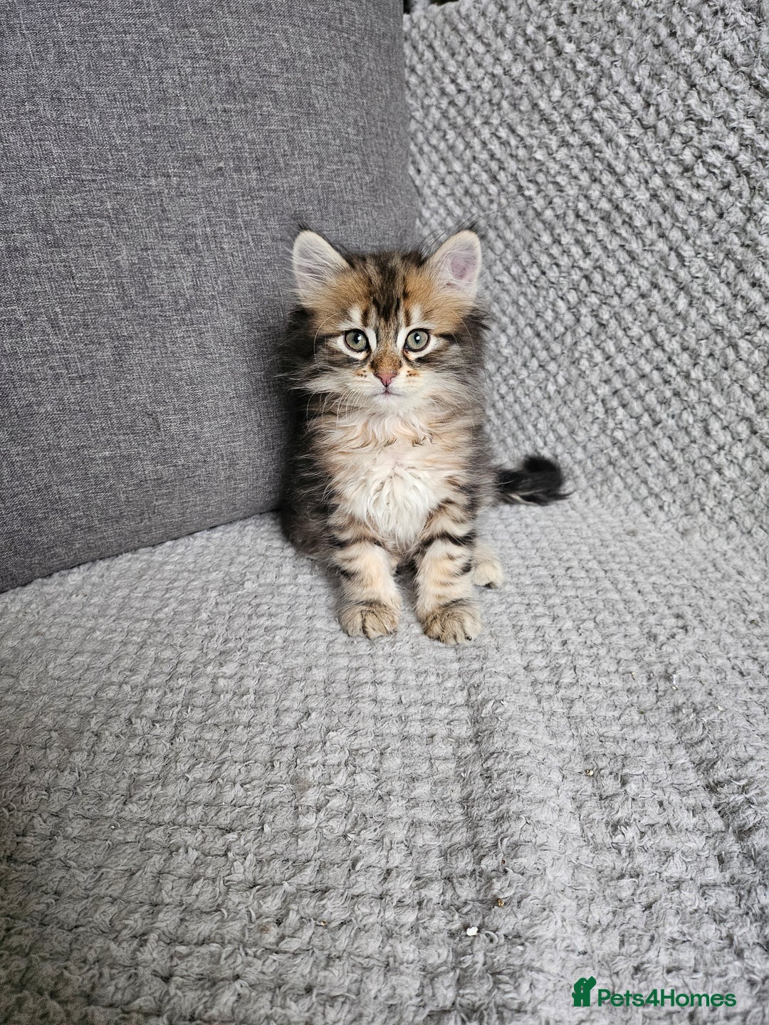 Siberian cats for sale: Pedigree Siberian Kittens from Loving Home - Advert 11