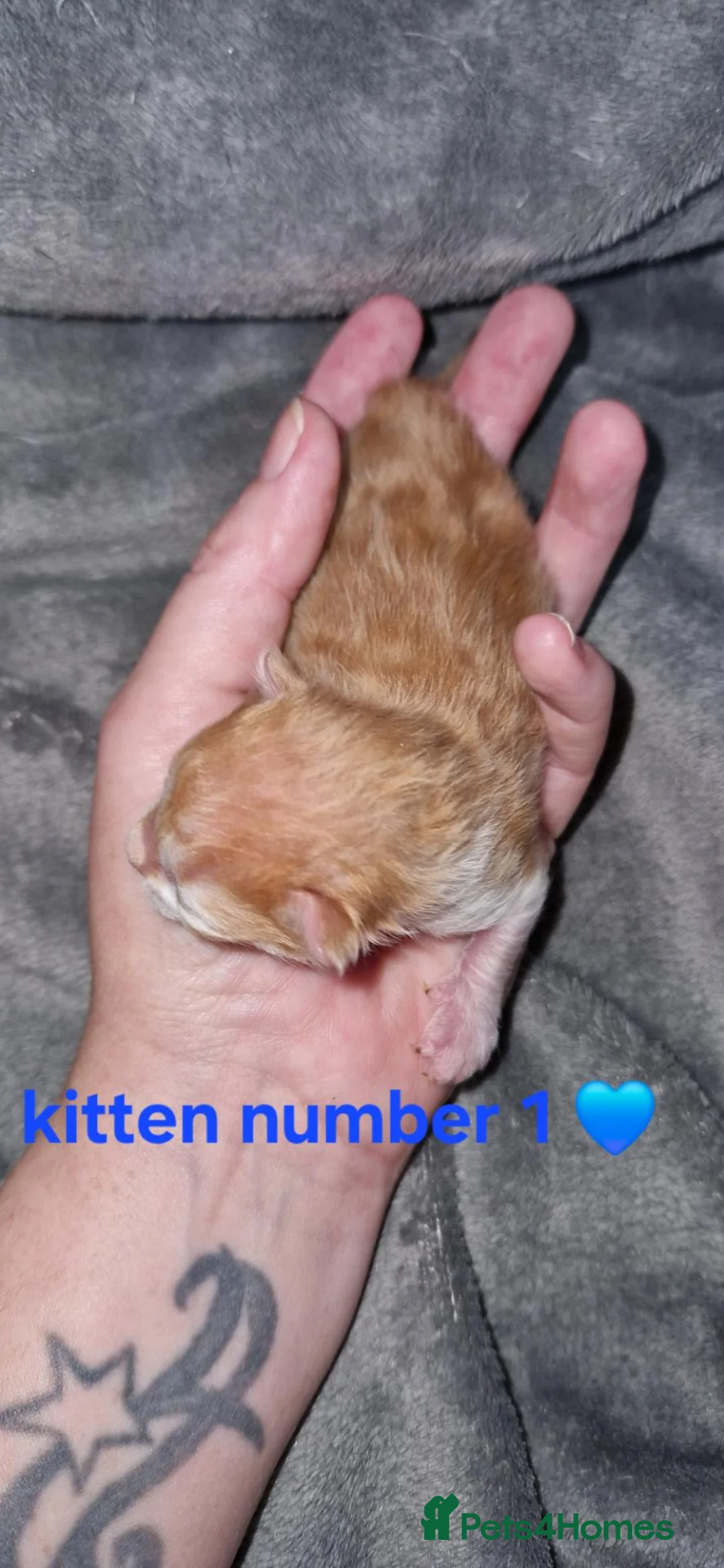 British Shorthair cats for sale: Kittens  - Advert 2