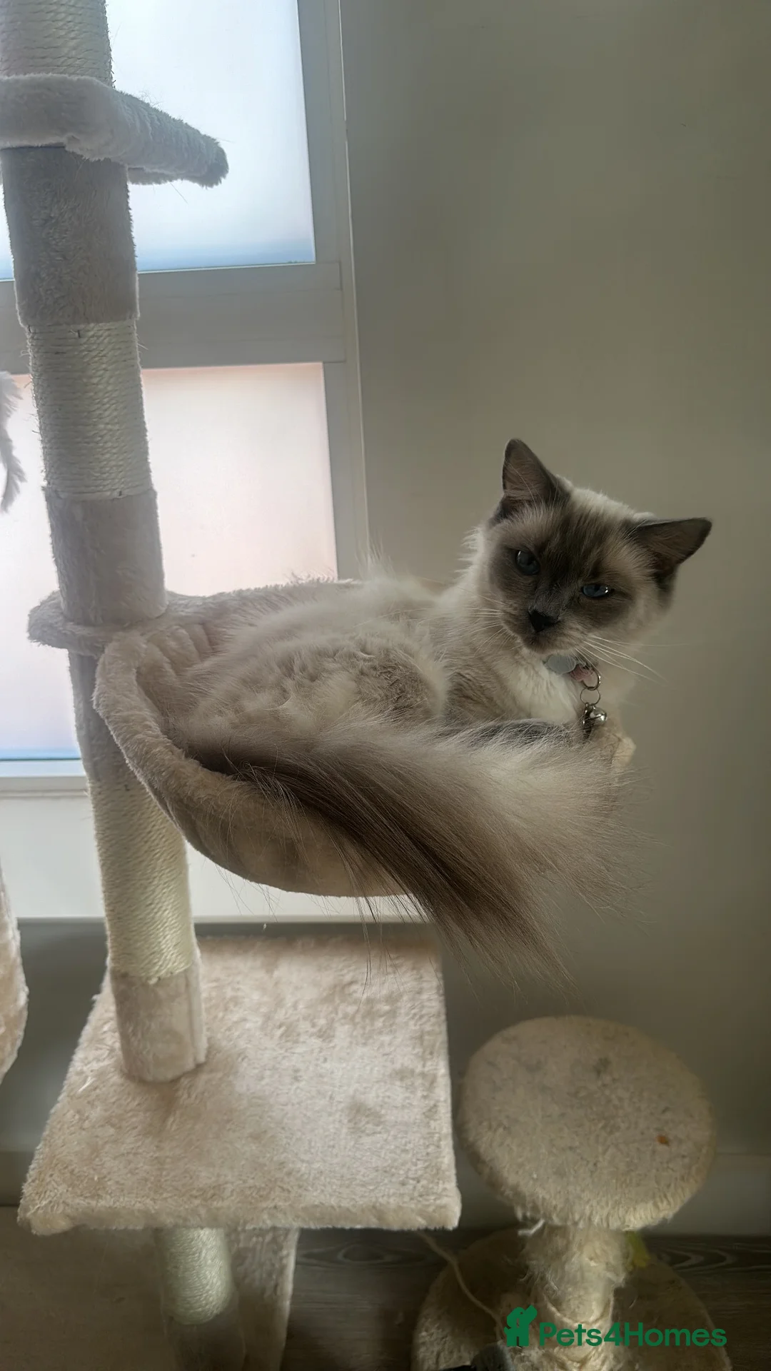 Ragdoll cats for sale: Bluebell the ragdoll in Sheffield - Advert 2