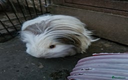 Guinea Pig rodents for sale: Beautiful friendly guinea pig  - Image 2
