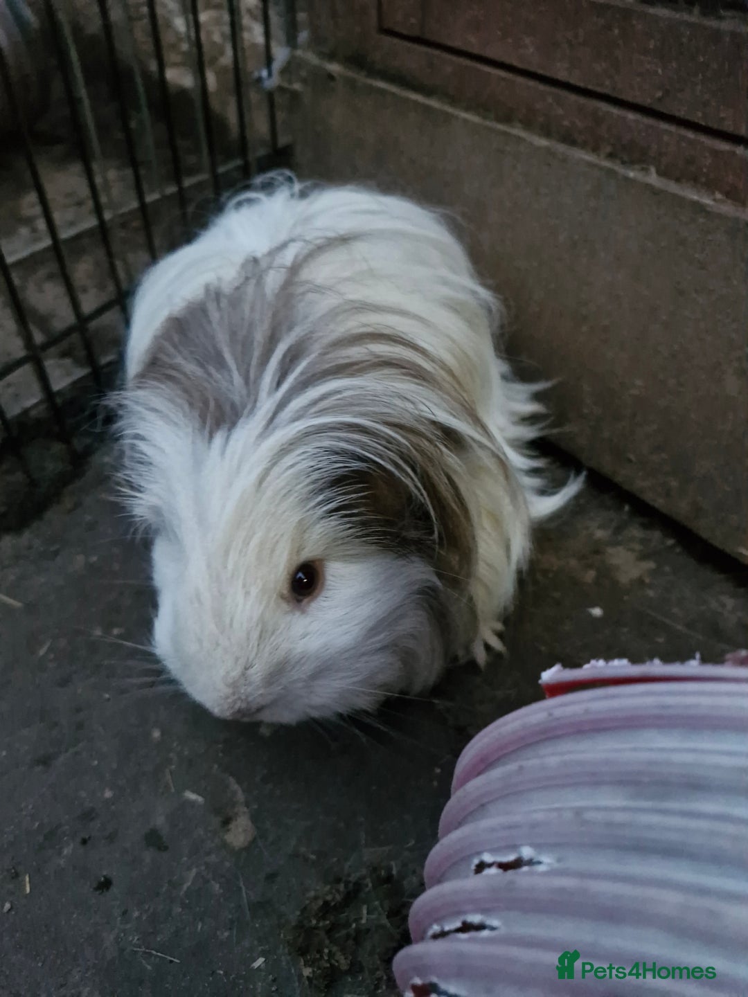 Guinea Pig rodents for sale: Beautiful friendly guinea pig  - Image 2