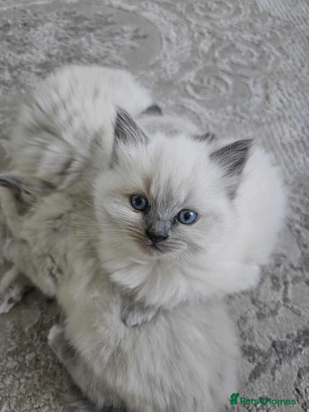 Ragdoll cats for sale: Beautiful Female Ragdoll Kittens  🐾 in London - Advert 2