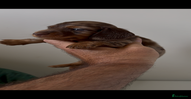 Miniature Dachshund dogs - Advert 9