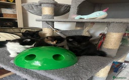 Mixed Breed cats for sale: 4 Beautiful Fluffy Kittens 3males & 1female 😻 - Image 4