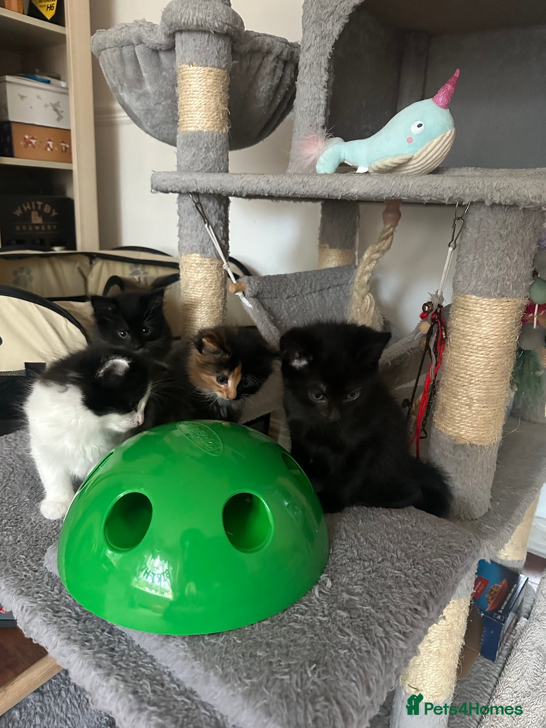Mixed Breed cats for sale: 4 Beautiful Fluffy Kittens 3males & 1female 😻 - Image 4