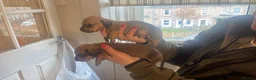 Miniature Dachshund dogs for sale:  Beautiful Miniature Dachshund Puppies in Birmingham - Advert 5