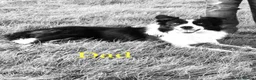 Border Collie dogs for sale: REGISTERED HEALTH TESTED BORDER COLLIE PUPS - Advert 7