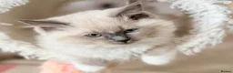 Ragdoll cats for sale: Elite TICA Ragdoll Kittens from Champion Lines  - Advert 6