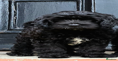 Cockapoo dogs in Maryport - Advert 1