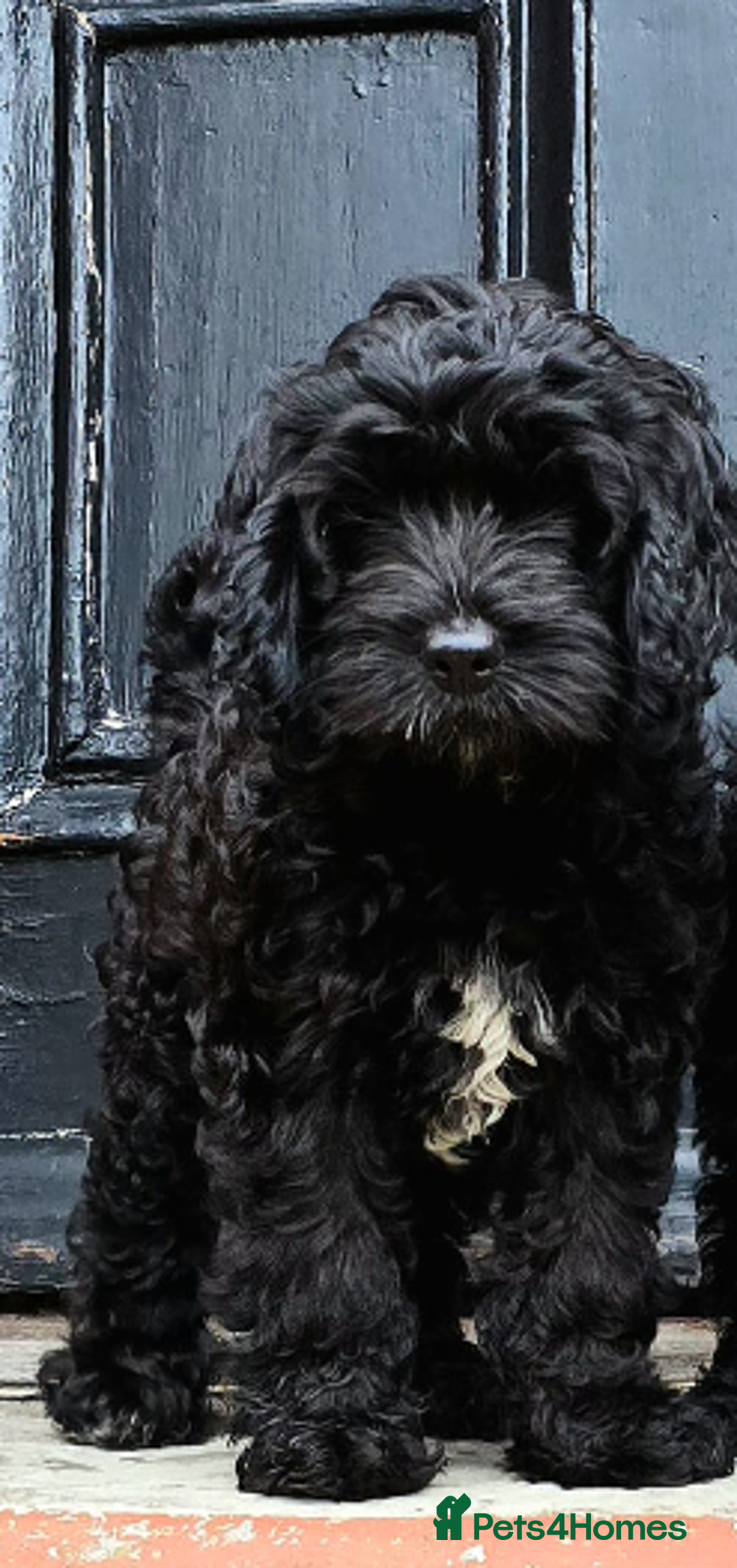 Cockapoo dogs for sale: F1 Toy Show Cockapoo Fully DNA Health Test/CLEAR  in Maryport - Image 2