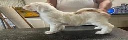 Tibetan Terrier dogs for sale: Araki Tibetan Terrier pups for sale in Newent - Advert 1