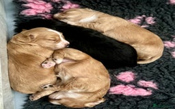 Cocker Spaniel dogs for sale: Golden KC working cocker spaniel puppies  - Image 8
