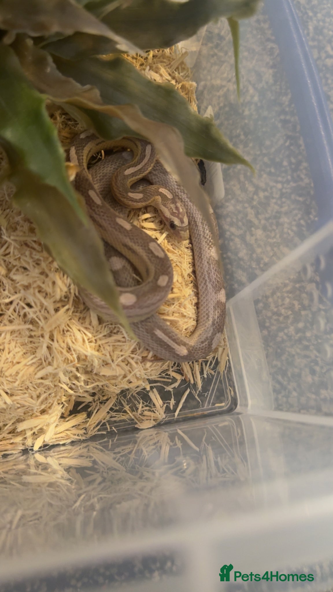 Corn Snake reptiles 2 corn snakes different morphs - Advert 1