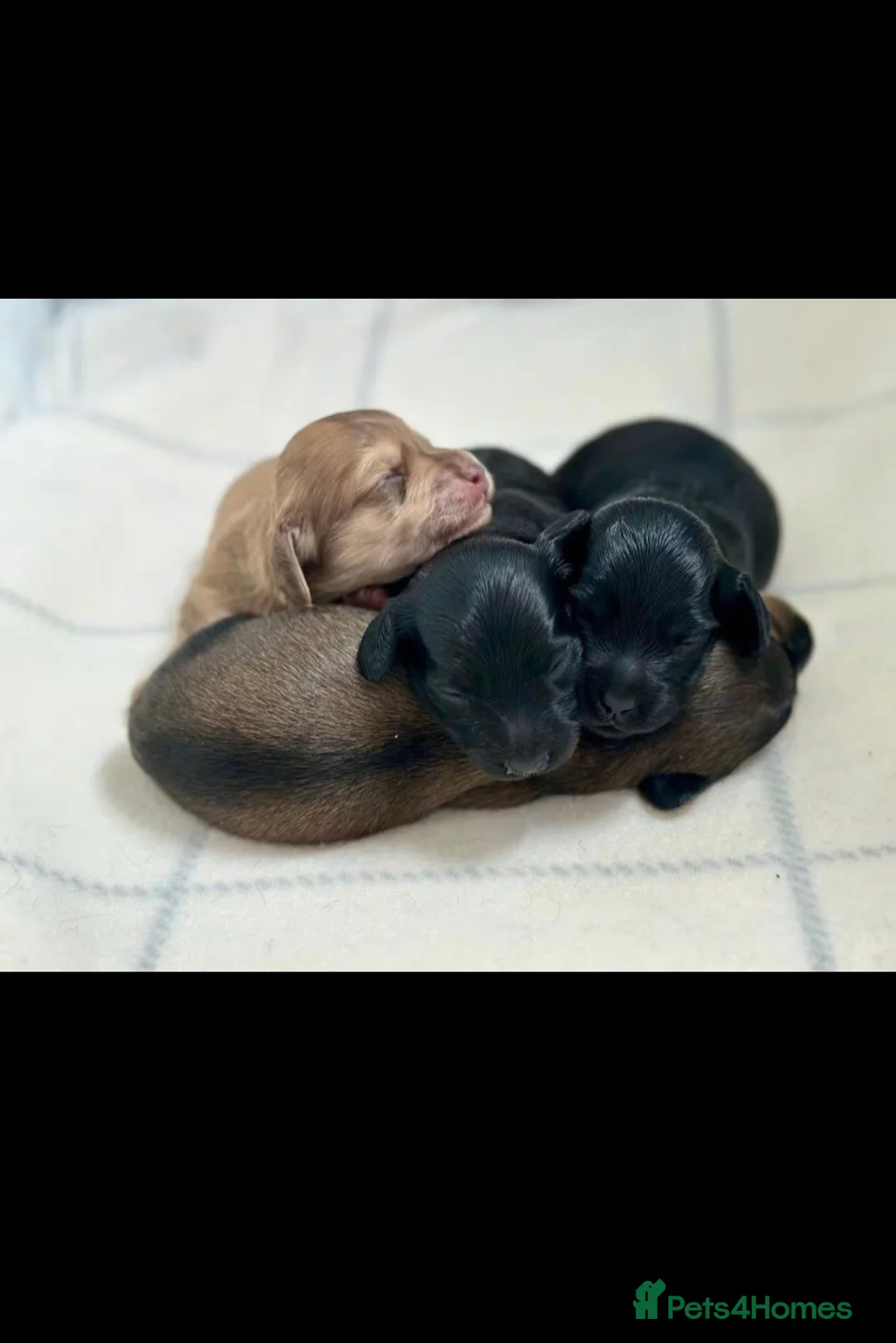 Miniature Dachshund dogs for sale: Stunning Litter of Mniature Dachshund Puppies - Advert 10