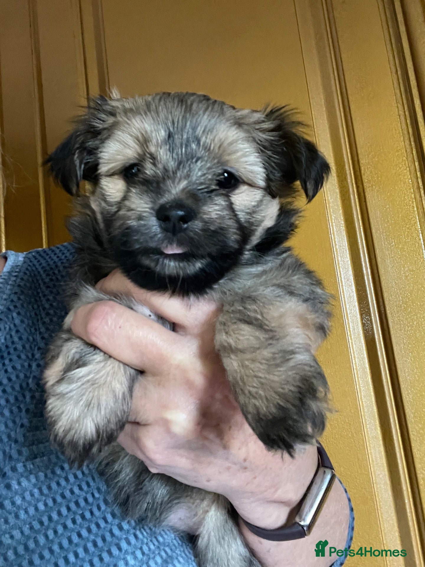 Mixed Breed dogs Chorkie girls - Advert 1