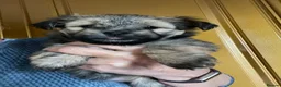Mixed Breed dogs for sale: Chorkie girls - Advert 1