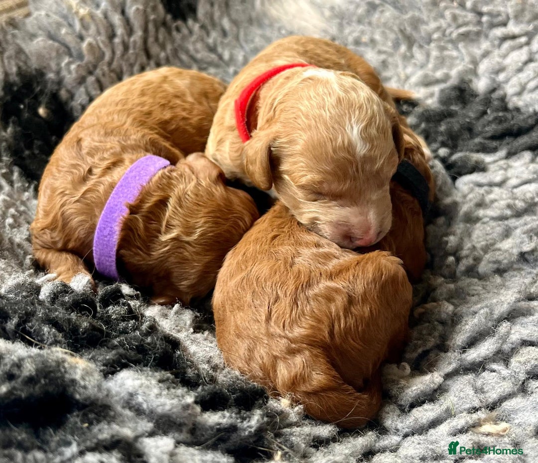 Cavapoo dogs for sale: F1b Toy cavapoo puppies extensively health tested - Image 7