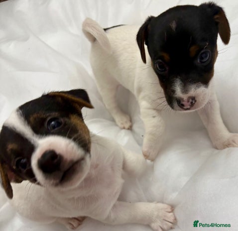 Jack Russell dogs - Advert 10