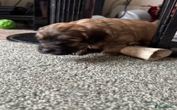 Shihpoo dogs for sale: 4 shihpoo males  in Telford - Image 14