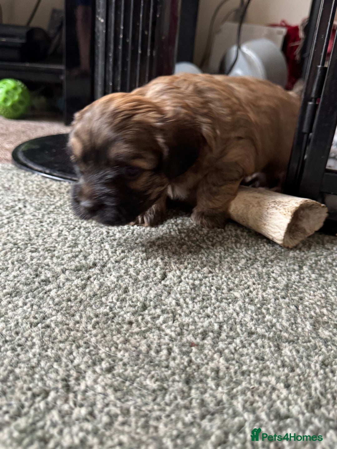Shihpoo dogs for sale: 4 shihpoo males  in Telford - Image 14