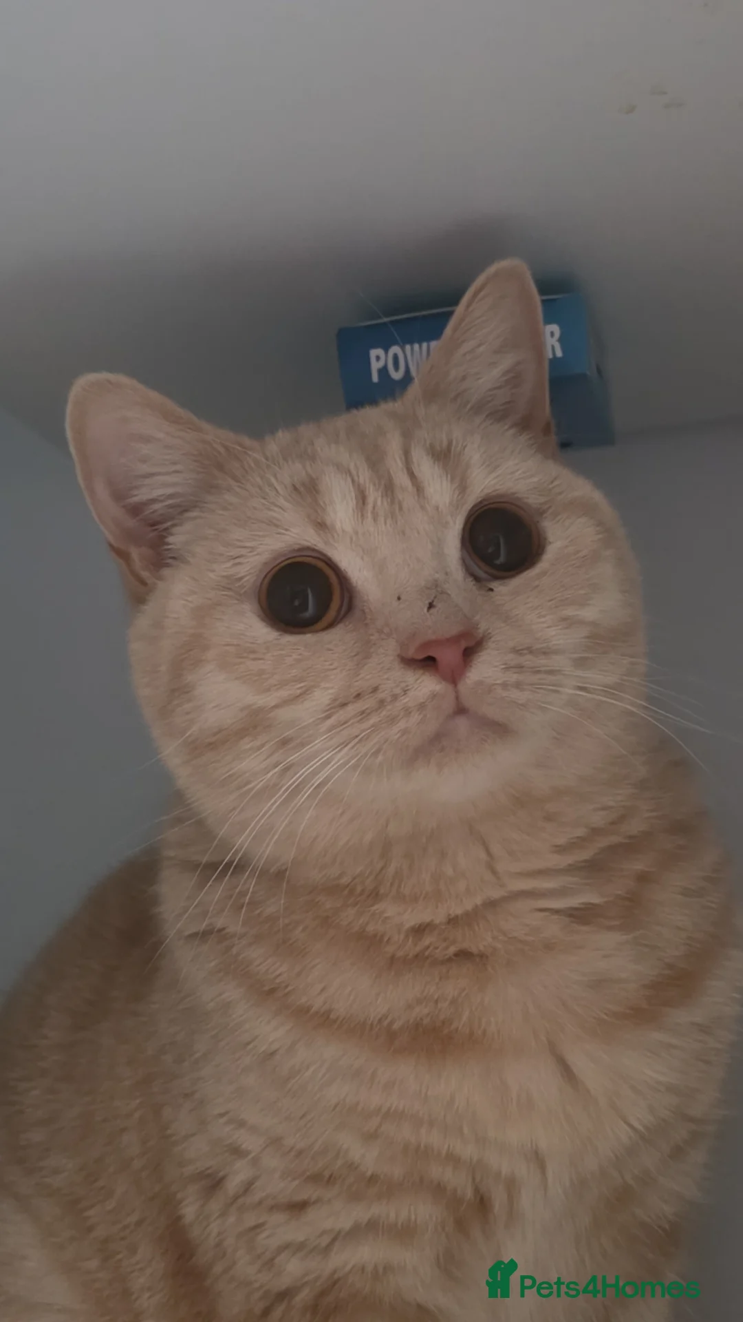 British Shorthair cats for sale: Beautiful blonde British shorthair - Advert 1