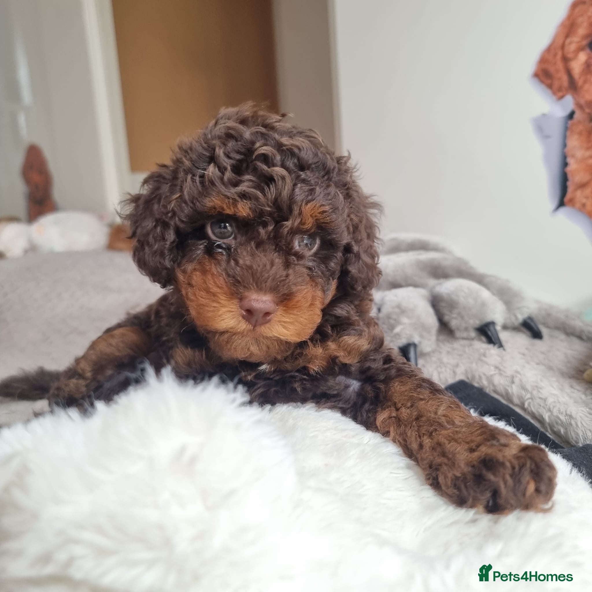 Cockapoo dogs F1b stunning Rare Merle Cockapoo puppies  - Advert 2