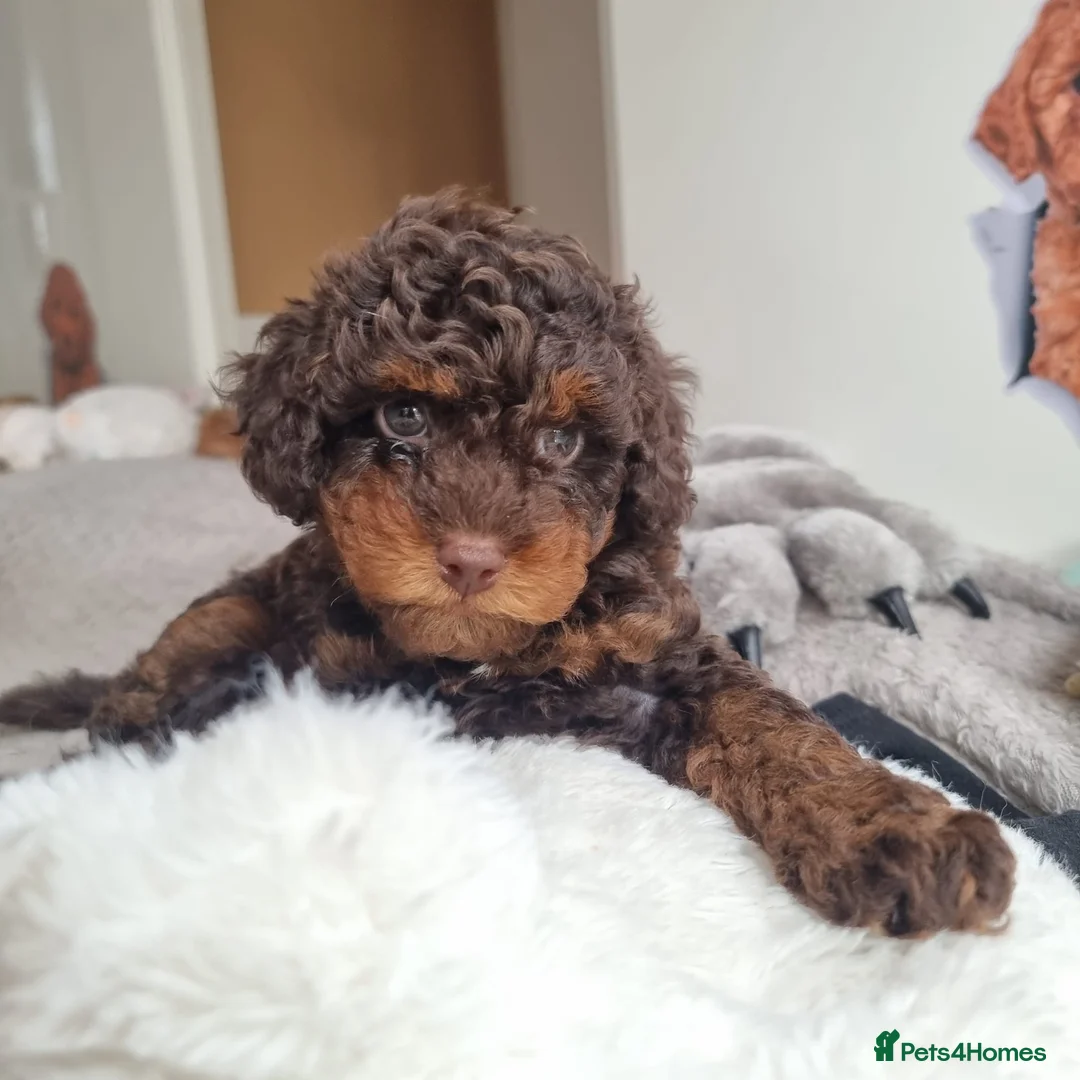 Cockapoo dogs for sale: Beautiful Merle/phantom Merle Cockapoo's Puppie's  - Advert 2