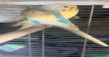 Budgerigars birds - Advert 12