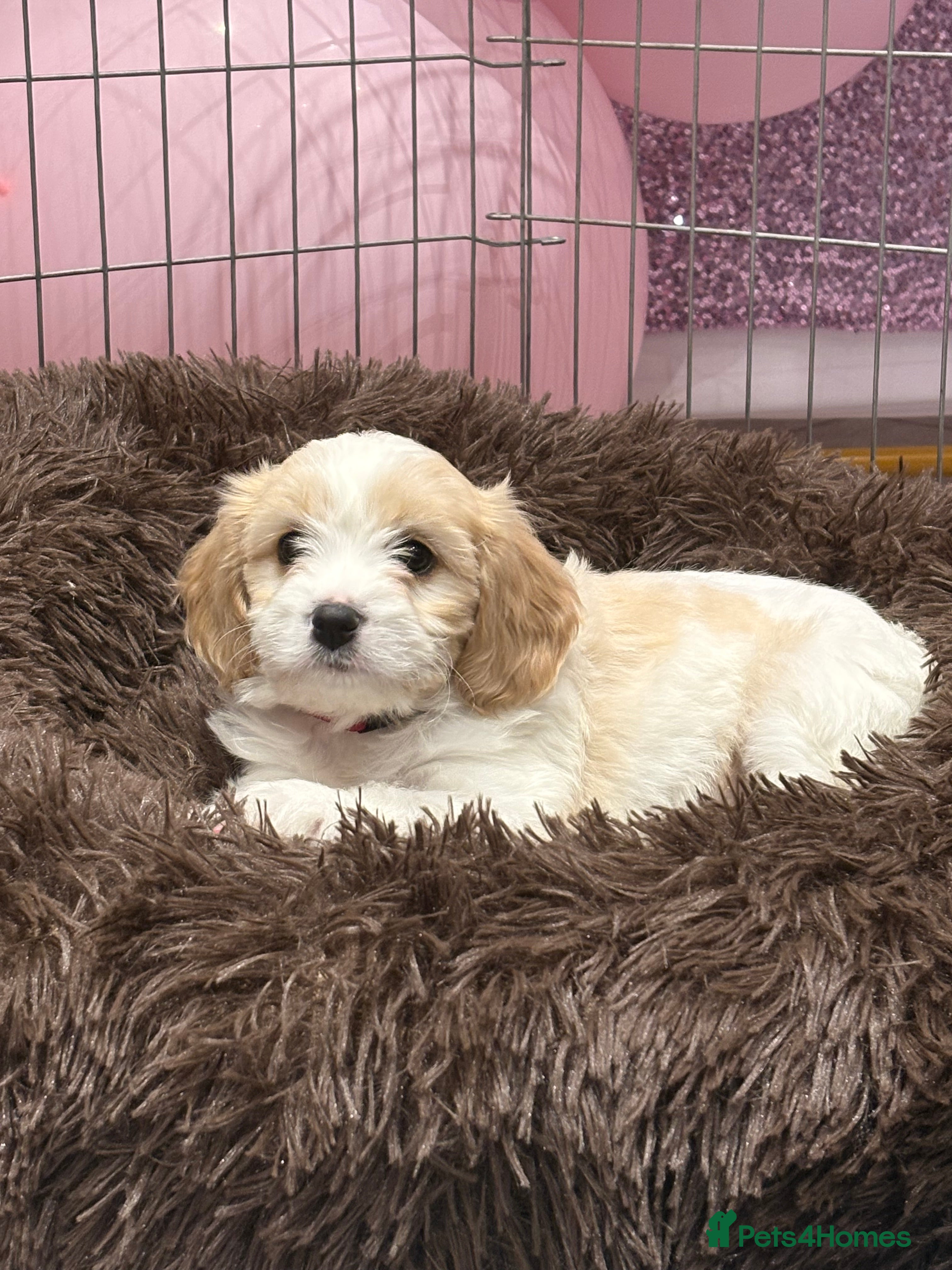 Cavachon dogs Cavachons - Advert 12