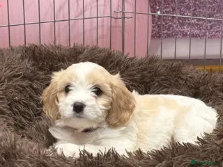 Cavachon dogs Cavachons - Advert 12