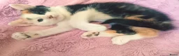 Mixed Breed cats for sale: Beautiful calico girl  - Advert 4