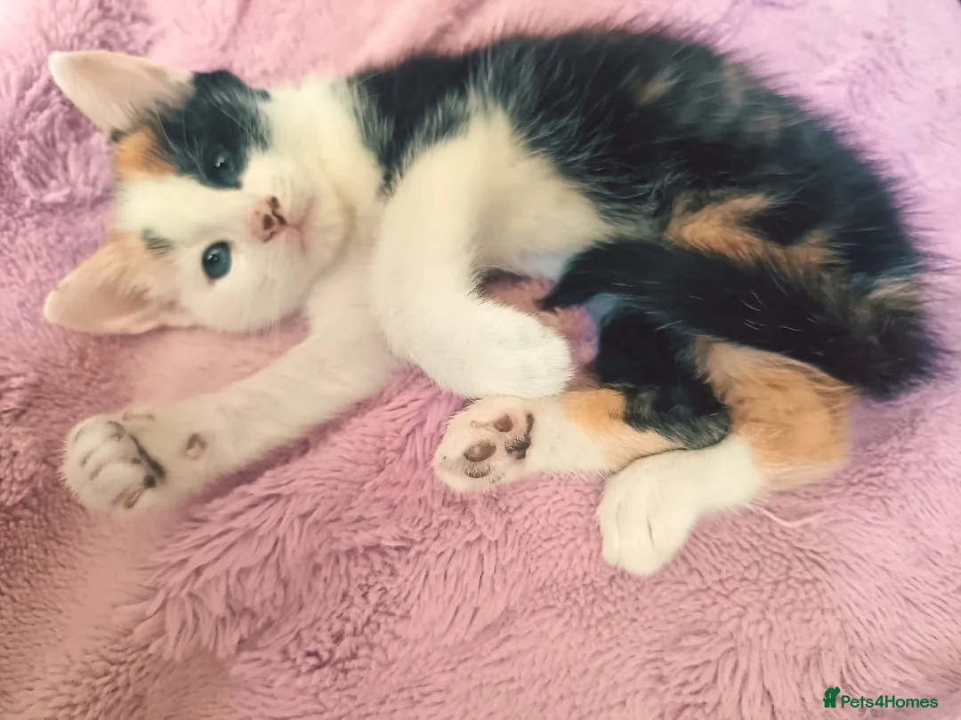 Mixed Breed cats for sale: Beautiful calico girl  - Advert 4