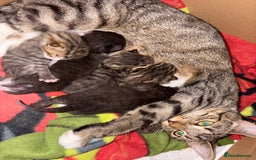 Mixed Breed cats for sale: 4 male kittens ready 12th October  - Image 10