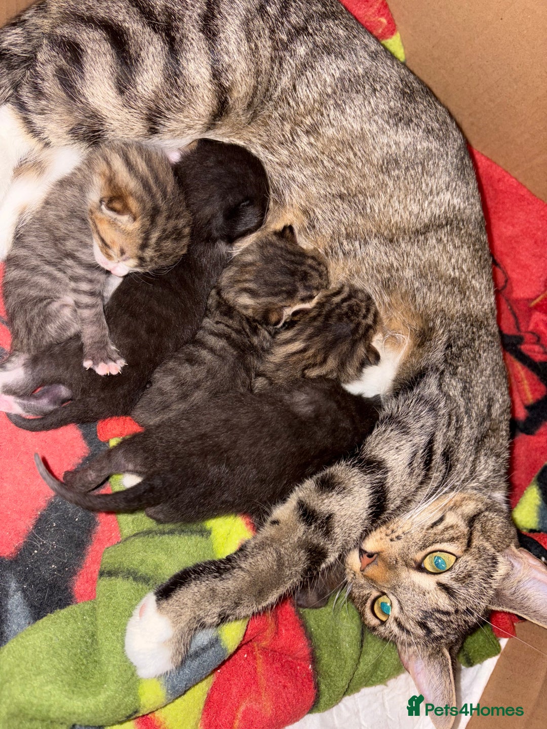 Mixed Breed cats for sale: 4 male kittens ready 12th October  - Image 10