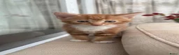 Mixed Breed cats for sale: 4 adorable kittens available  - Advert 7