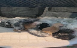 Maine Coon cats for sale: 3 beautiful Maine coon kittens  - Image 1