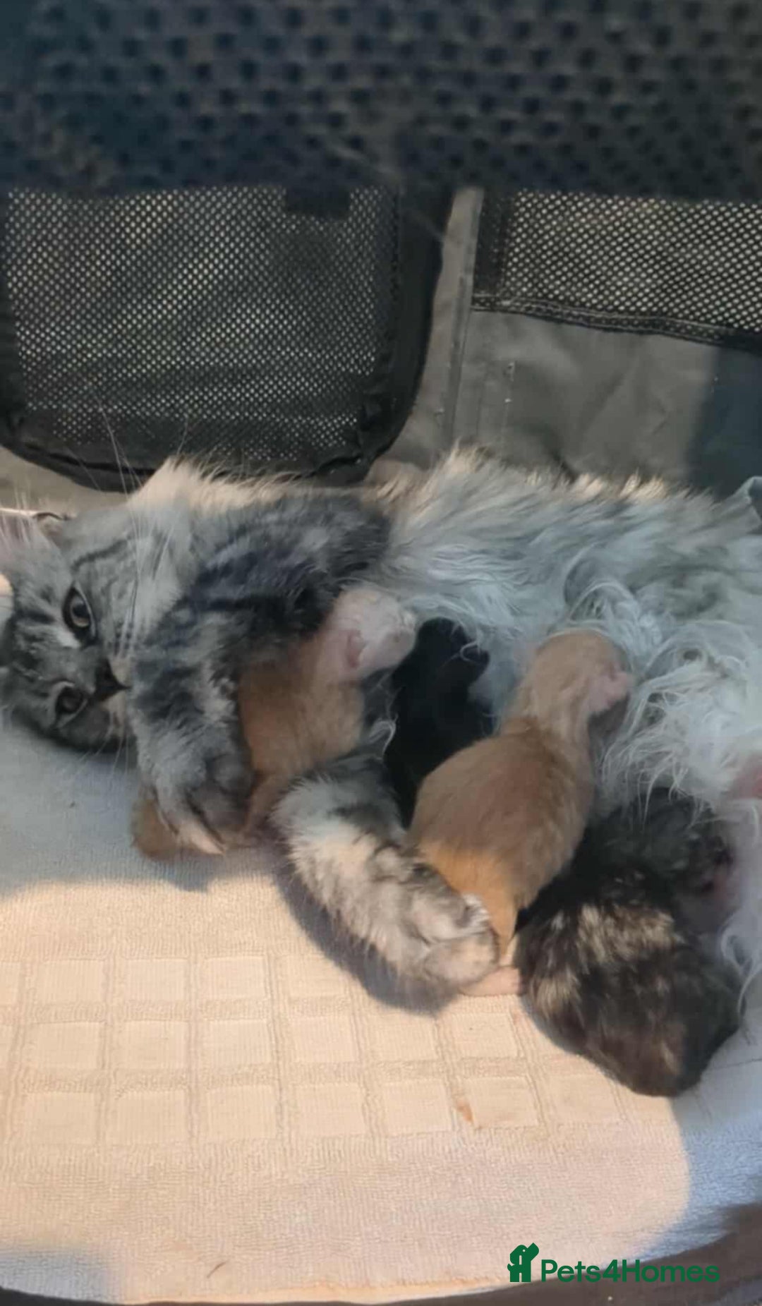 Maine Coon cats for sale: 3 beautiful Maine coon kittens  - Image 1