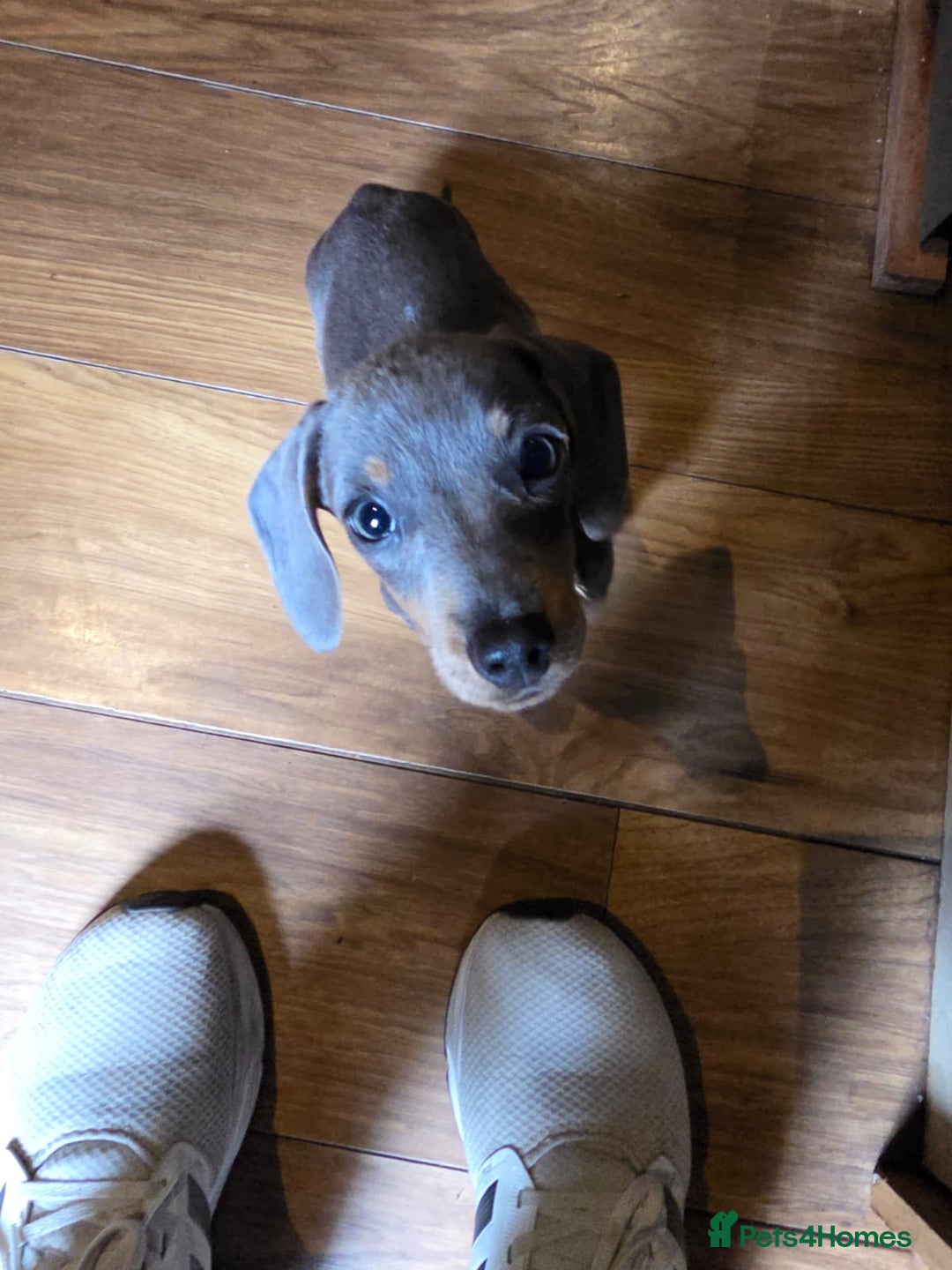 Miniature Dachshund dogs for sale: Miniature Dachsund - Image 3