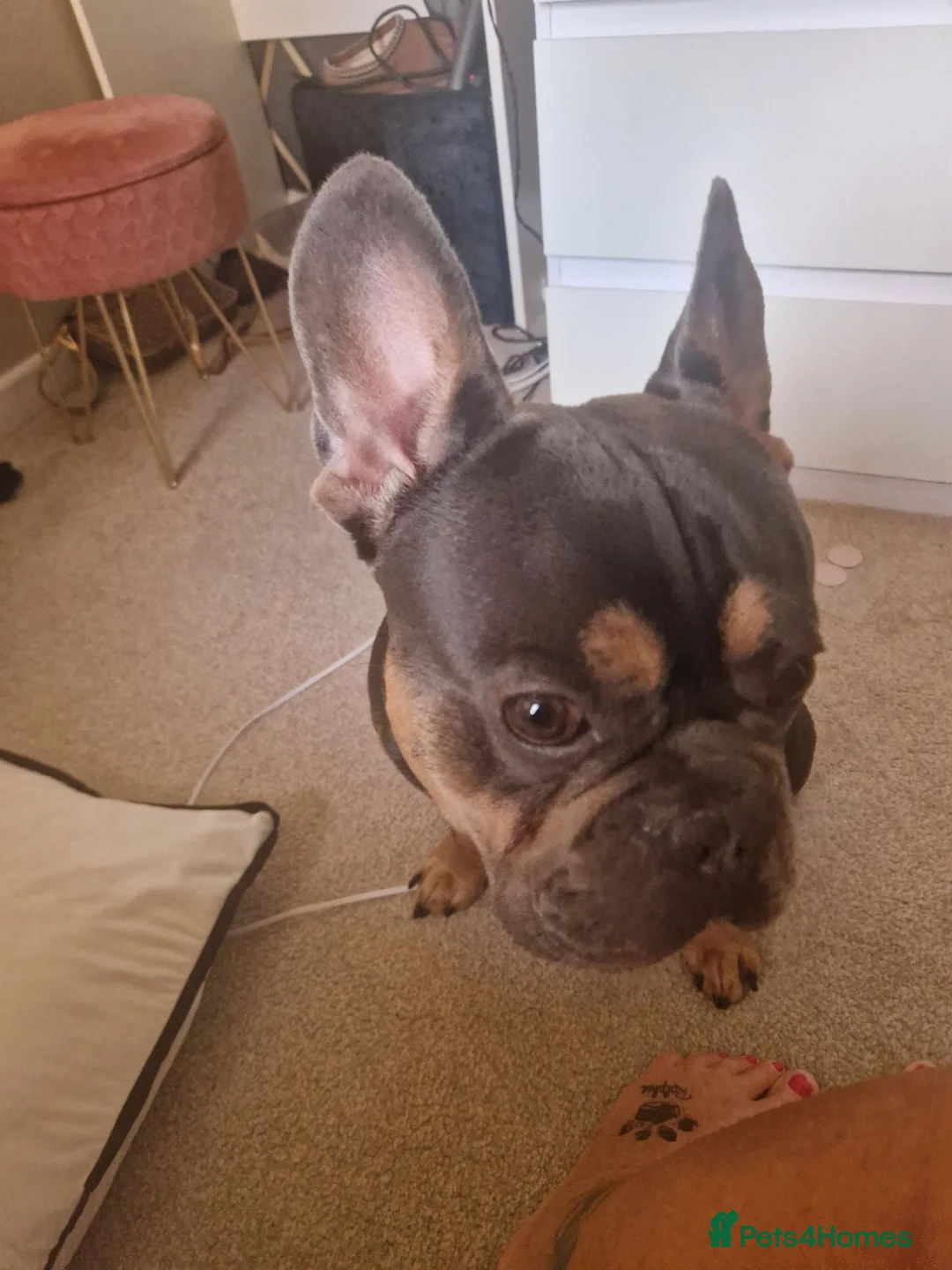 French Bulldog dogs for sale: Frenchbull dog boy  - Advert 2
