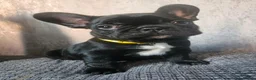 French Bulldog dogs for sale: LAST PUPPY (male) pedigree French bulldog puppy.  - Advert 12