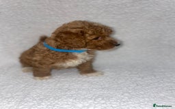 Toy Poodle dogs for sale: Toy poodles  - Image 5