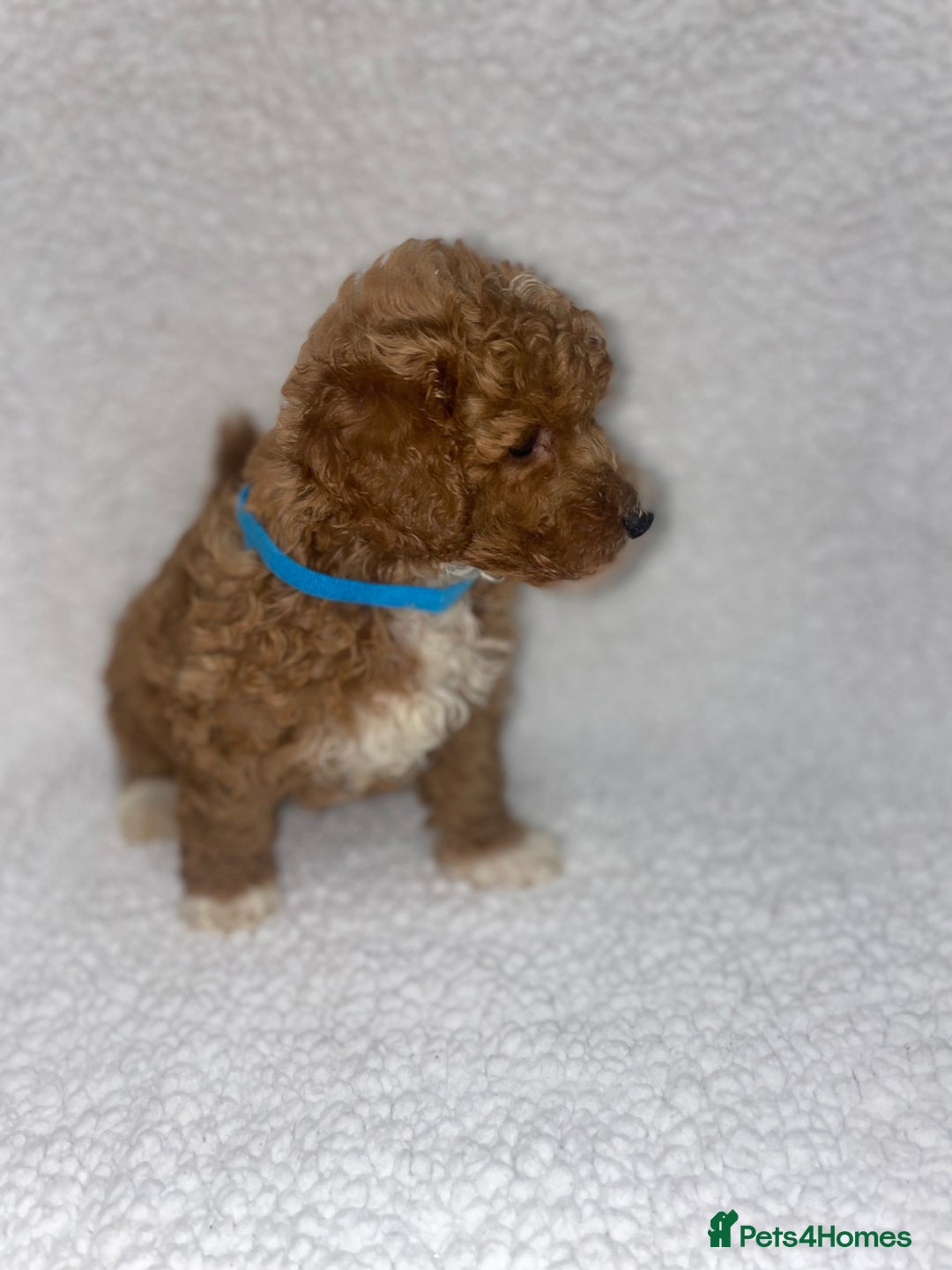 Toy Poodle dogs for sale: Toy poodles  - Image 5