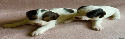 Cocker Spaniel dogs for sale: Working cocker spaniel pups  - Advert 6