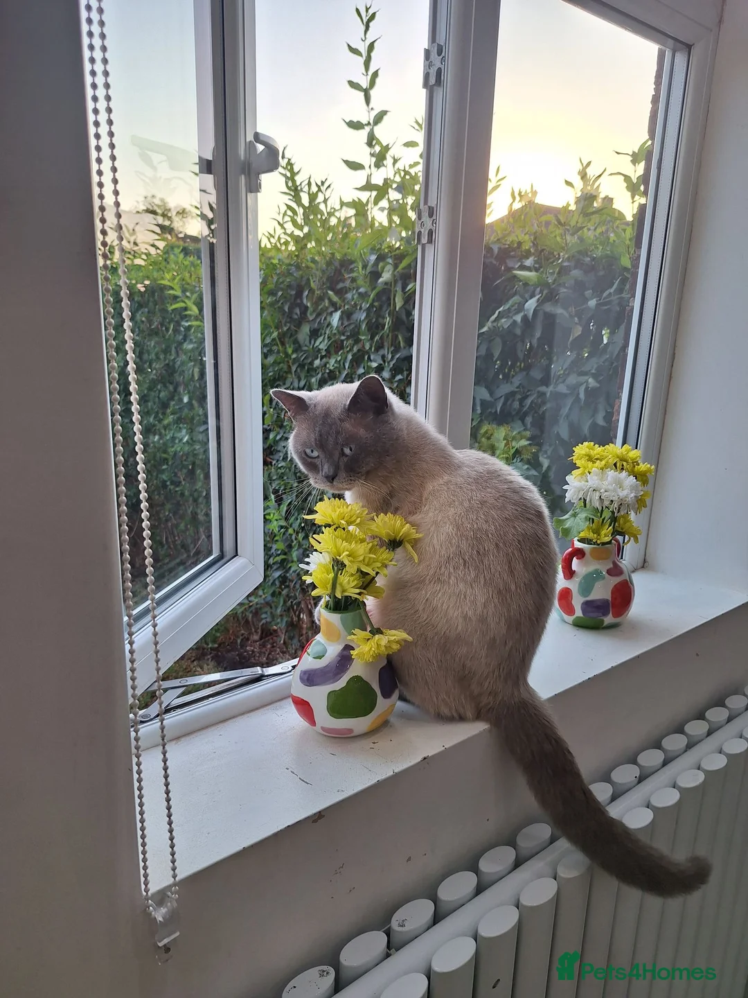 British Shorthair cats for sale: BSH kittens in fawn,grey,white rear colours,London - Advert 18
