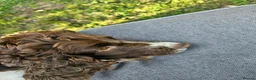 Mixed Breed dogs for sale: Sprocker Spaniels in Wimborne - Advert 12