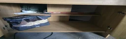Corn Snake reptiles for sale: Corn Snake + Full Setup - Advert 9